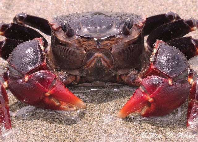 photograph of a big red crab shot in Nadi, Fiji by Kim Wagner Nolan