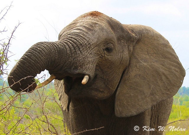 Elephant photo, Kruger National Park, South Africa by Kim Wagner Nolan